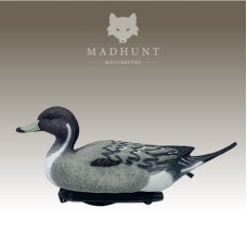 Опудало шилохвости селезень