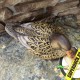 Опудала крижні качок Greenhead серія Pro-Grade XD Early Season компл.3 шт.