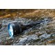 Ліхтар Olight X9R Marauder Black
