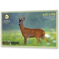 Мишень для стрельбы 