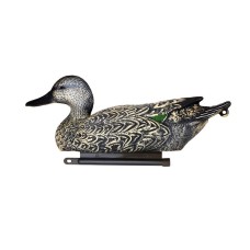 Шилохвіст самка