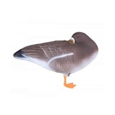 Гусак сплячий водоплавний