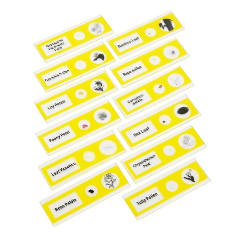 Набір мікропрепаратів SIGETA ENTRANCE Життєві цикли рослин (12 шт.)