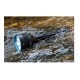 Фонарь Olight X9R Marauder Black