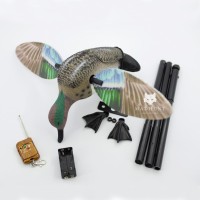 Чирок електричний самка. Махокрыл.