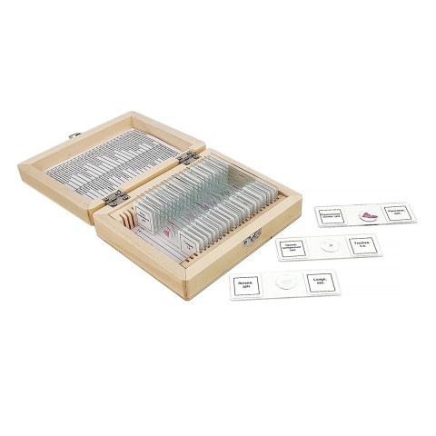 Набір мікропрепаратів SIGETA Анатомія (25 шт.)