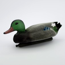 Селезень флок сірий