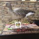 Чучела полнообъемных серых гусей-AXP Greylag Fusion Avian-X