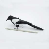 Сорока звичайна