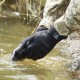 Рукавички водонепроникні Dexshell ToughShield, р-р M (DG458NM)