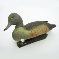 Чубата чорніти