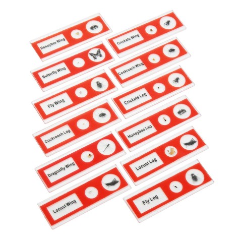 Набір мікропрепаратів SIGETA ENTRANCE Будова комах (12 шт.)