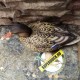 Опудала крижні качок Greenhead серія Pro-Grade XD Early Season компл.3 шт.