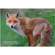 Мішень "Лисиця" (кольорова)