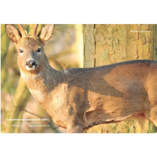 Мішень "Козуля" (кольорова)