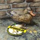Опудала крижні качок Greenhead серія Pro-Grade XD Early Season компл.3 шт.